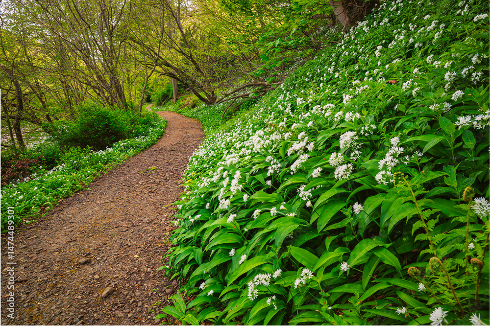 Obraz premium Riverside Path in Wild Garlic at Allen Banks, which is a gorge of the River Allen cutting through woodland in the English county of Northumberland and is popular with walkers