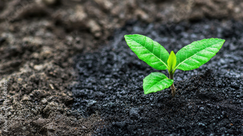 Small green plant emerges from dark soil, symbolizing growth and renewal in nature