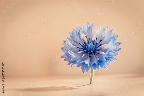 Ethereal Blue Cornflower on Pristine White Background - Surreal Floral Photography