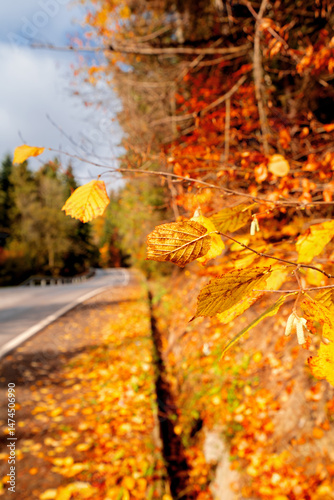 Fototapeta Naklejka Na Ścianę i Meble -  Autumn leaves on trees, in the background a road in the forest, Poland, Beskidy. Picturesque autumn landscape.	
