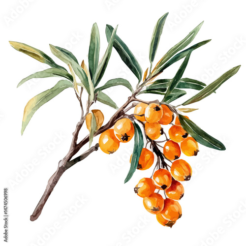 Sea Buckthorn A Single Branch, watercolor illustration, isolated on a white background.
