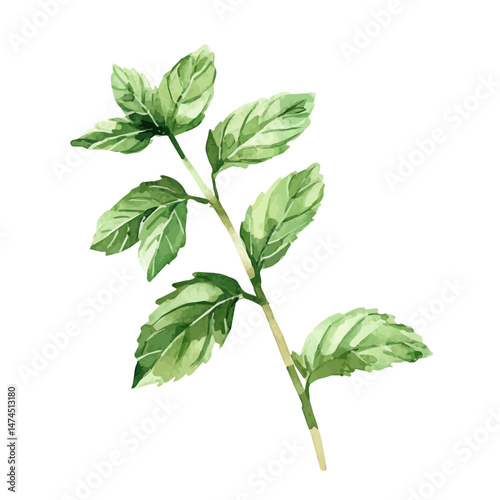 Spearmint A Single Branch, watercolor illustration, isolated on a white background.