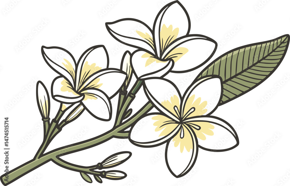 Fototapeta premium Jasmine Flower Colored Design Illustration. Jasmine Flower Digital Art Design. Jasmine Bloom Colored Clipart Drawing. Jasmine Flower Flat Style Design