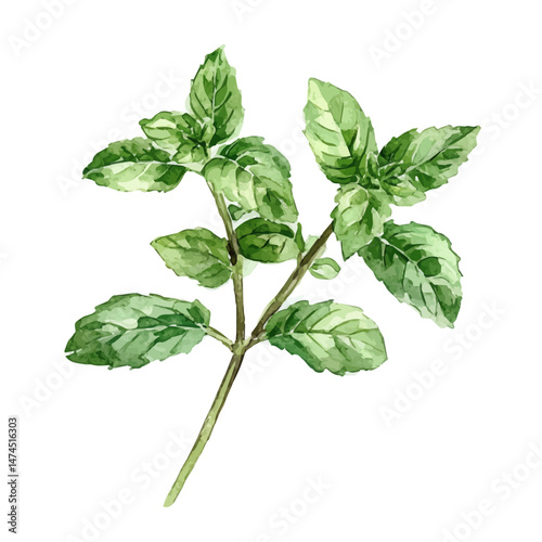watercolor vector of Spearmint A Single Branch, isolated on a white background.
