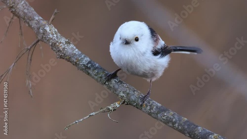 Close-up an adult long-tailed tit sits on the branch and looks toward the camera lens  with pale orange background. 