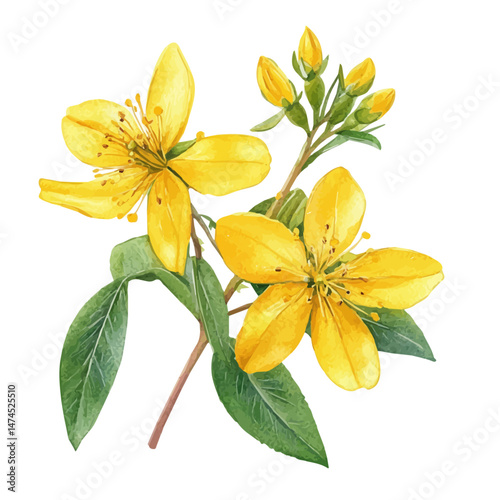 watercolor vector of St. Johns Wort A Single Flower, isolated on a white background.