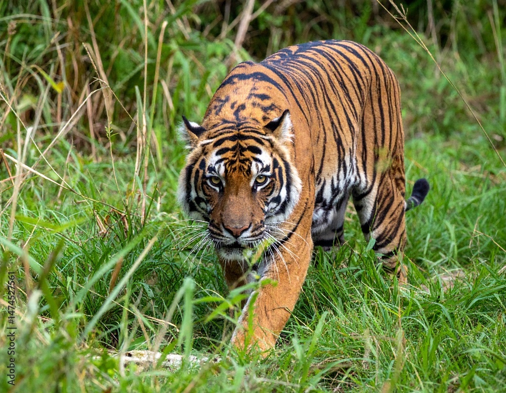 Obraz premium A Bengal tiger cautiously walking through tall grass in a dense jungle, mid-movement