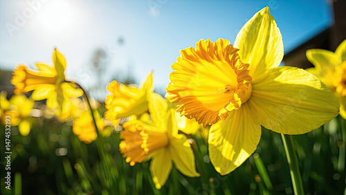 Vibrant yellow daffodil flowers blooming in a spring garden under a bright blue sky