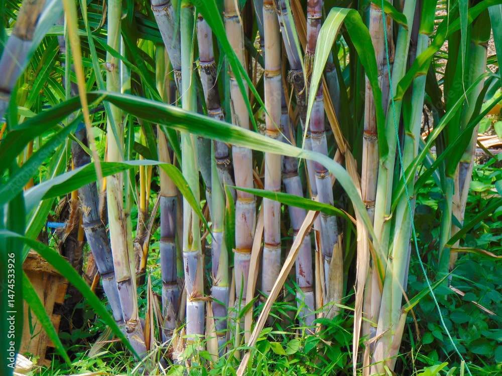 Obraz premium Saccharum sugar cane plants