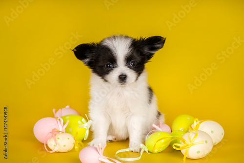 Cute papillon puppy sitting on a yellow background surrounded by pastel-colored Easter eggs. Holiday-themed pet photography.