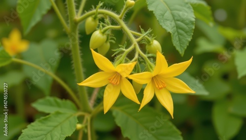 yellow tomato flowers bloom fully, star shaped with prominent centers. they hang delicately from short stems