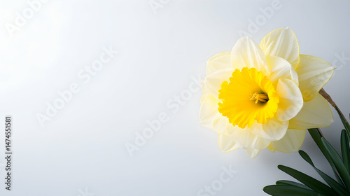 Wallpaper Mural A single pale yellow daffodil with a vibrant yellow center rests on a bright white background, its leaves extending to the lower right Torontodigital.ca