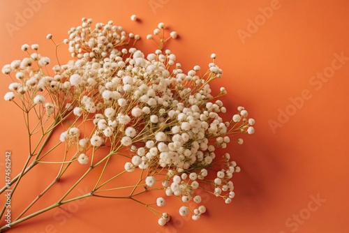 Minimalist White Gypsophila Flowers Aerial View - Elegant Floral Background