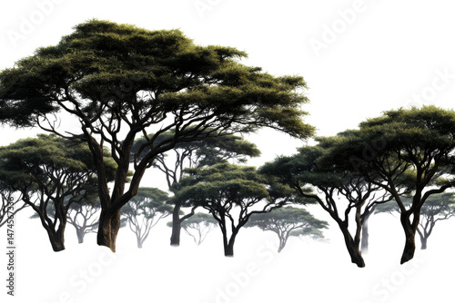 Wallpaper Mural Majestic trees casting silhouettes on a clear backdrop Torontodigital.ca
