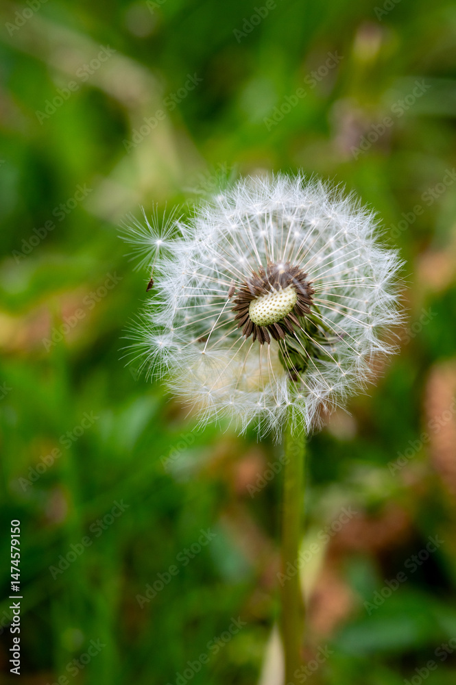 Fototapeta premium dandelion seed head
