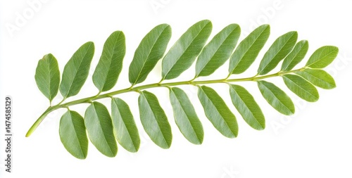 Fresh green leaves, a long stem with multiple oval-shaped leaves