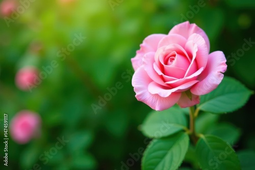 Soft pink rose, vibrant green leaves, tranquil garden backdrop , background, sunlight