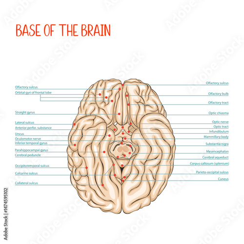 Base of the brain. Human brain. Anatomy. Medical vector illustration, colored, outlined.