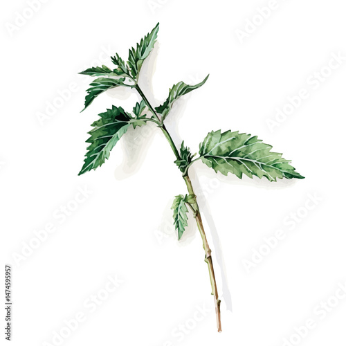 Stinging Nettle A Single Branch, watercolor vector, isolated on a white background.