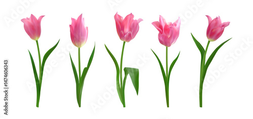 Wallpaper Mural Set of pink fresh isolated tulip flowers. Collection of realistic spring isolated tulip for bouquets, floral arrangements, mothers day invitations, holiday designs, greeting cards 8 march, posters Torontodigital.ca