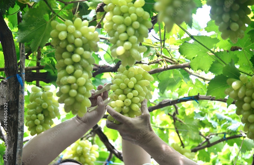 Obraz premium This image captures a vibrant grape vineyard, where ripe green grapes hang in abundant clusters under lush green leaves.