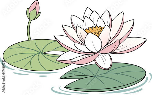 Shapla Flower Colored Design Illustration. Shapla Bloom Colored Clipart Drawing. Shapla Floral Digital Art Design. Shapla Flower Flat Style Artwork