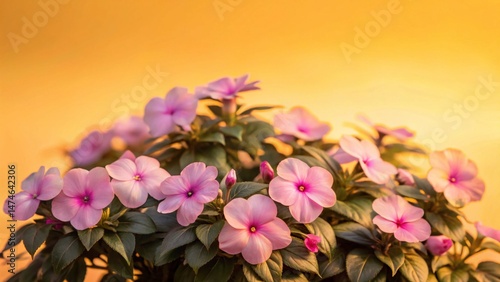 Vibrant Purple New Guinea Impatiens Flowers in Garden - Long Exposure Photography
