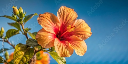 Vibrant Red Hibiscus Flower on Lush Green Bush - Stock Photo