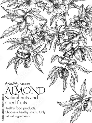 Vector frame of a blooming almond garden in engraving style. Graphic banner with nuts on a branch. Template with growing a healthy snack