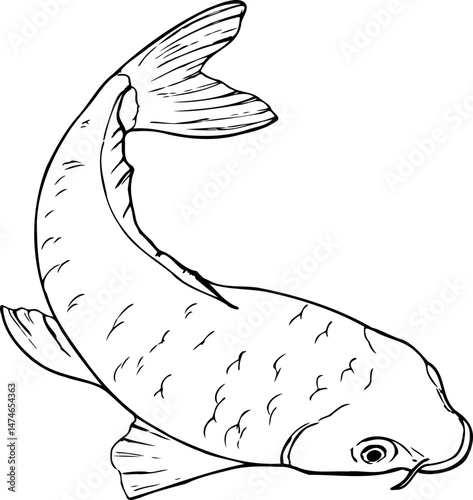 Hand drawn line Illustration of Koi carp fish isolated on a white background.