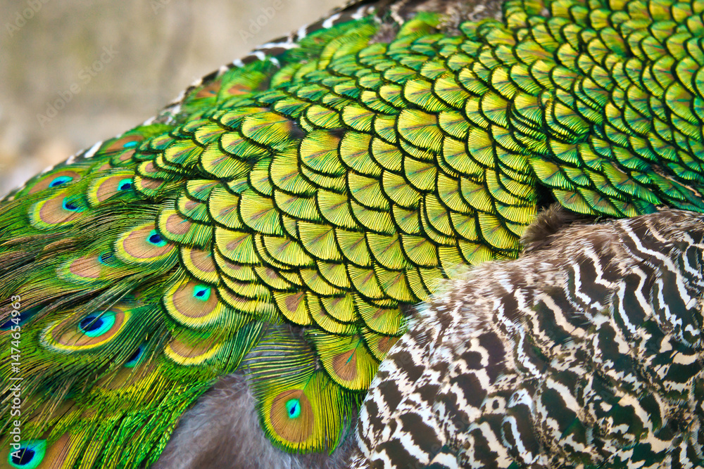 Fototapeta premium Close-up of colorful peacock feathers with shimmering shades of green and blue. Natural patterns, texture and exoticism in a fascinating close-up.