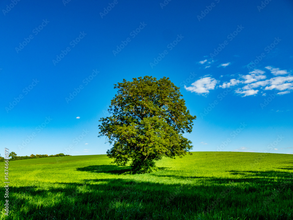 Obraz premium Baumgrundstück mit Obstbäumen im Frühjahr
