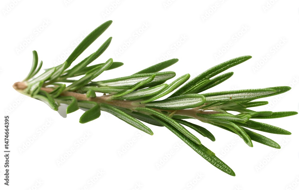Fototapeta premium rosemary on white background