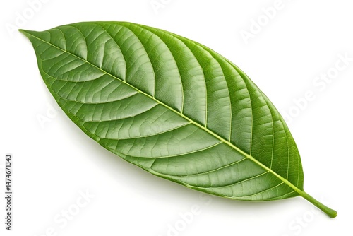 Botanical green cocoa leaf isolated – high resolution
