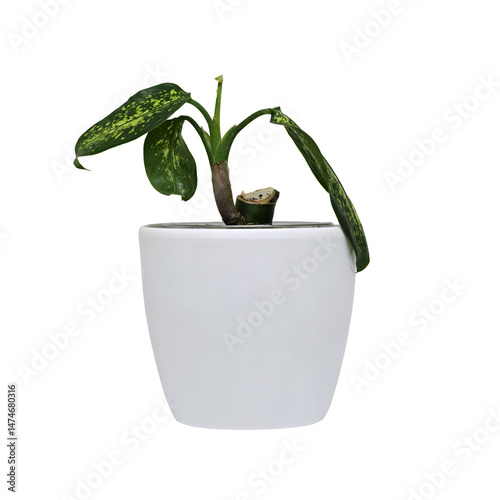  houseplant dieffenbachia in a pot on a white background