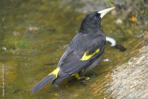 Quadro em tela The epaulet oriole (Icterus cayanensis) is a species of bird in the family Icteridae