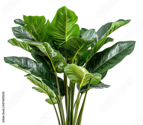 Lush, vibrant tropical plant with large, glossy leaves