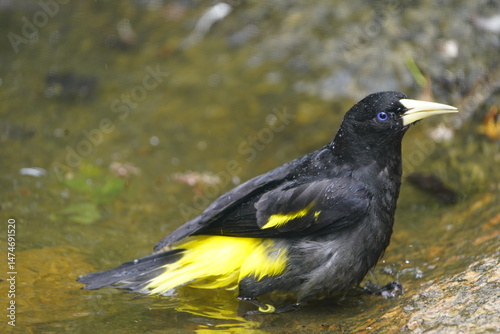 Fotografia The epaulet oriole (Icterus cayanensis) is a species of bird in the family Icteridae