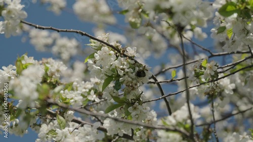 Close up view of bumble bee polinating cherry blossom flowers