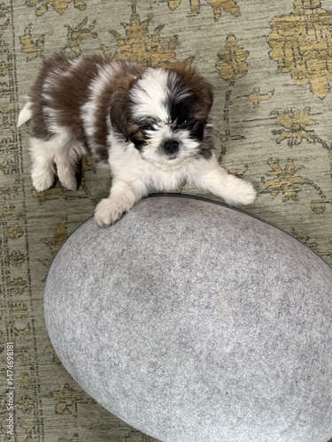 Welpe Shih Tzu