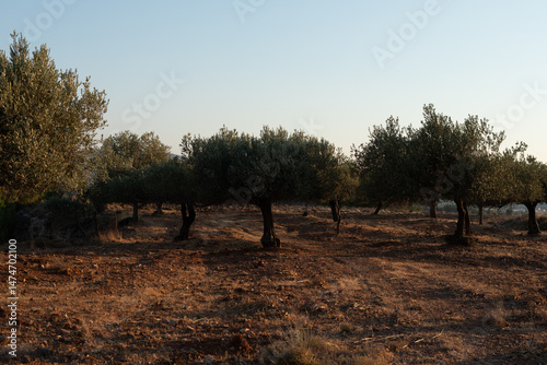 Serene image of olive trees...