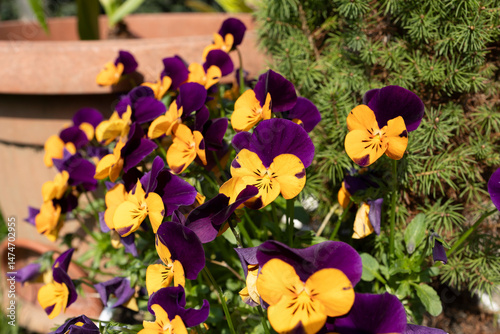 The start of spring.
Little flower called 
