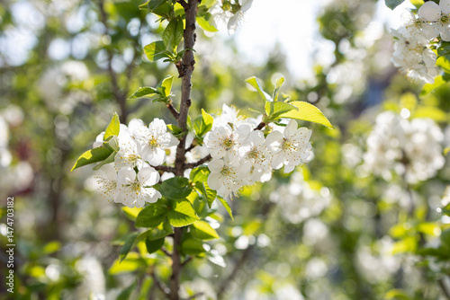 Cherry blossoms.
Blooming of cherry blossoms in spring season.
