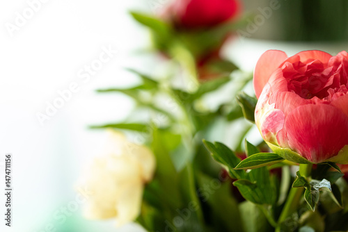 Vibrant coral peony flower ...