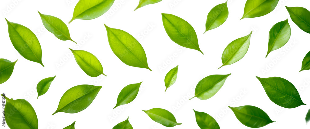 Delicate pattern of vibrant green leaves scattered on a bright white canvas Delicate pattern of vibrant green leaves scattered on a bright white canvas