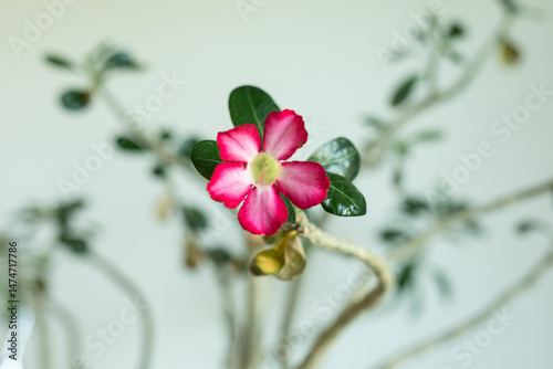 Stunning pink adenium flowe...