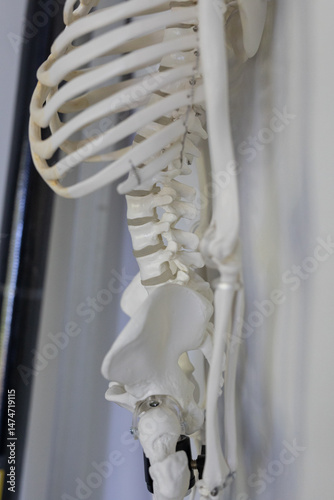 Detailed anatomical model o...