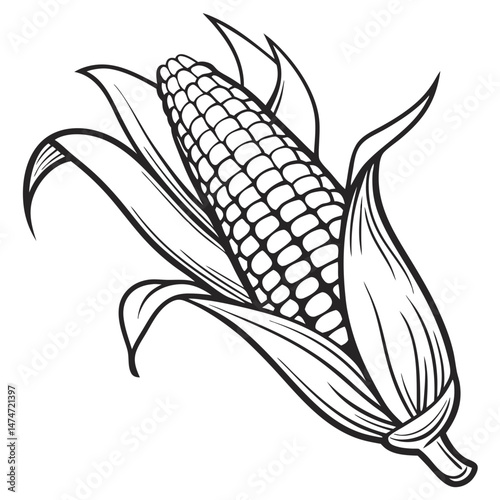 Illustration of a Fresh Corn on the Cob with Husk