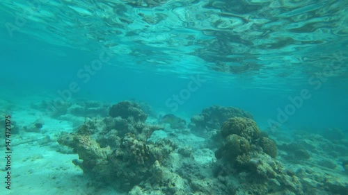 Snorkeling with fish in the ocean near a coral island. In places, the reef is dead and without color, but there is also new one alive. Schools of colored fish are swimming. There is garbage at bottom