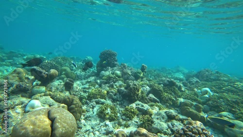 Snorkeling with fish in the ocean near a coral island. In places, the reef is dead and without color, but there is also new one alive. Schools of colored fish are swimming. There is garbage at bottom